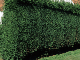 Leylandii