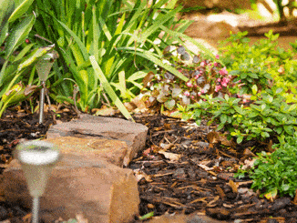 Garden Solar Lights