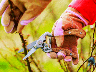 Secateurs Buyers Guide