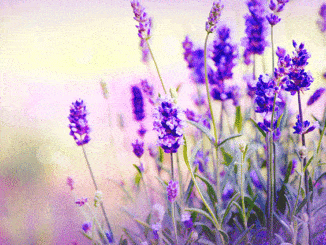 All About Lavender
