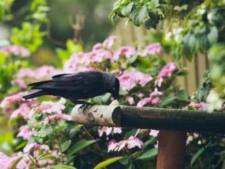 Bird Table