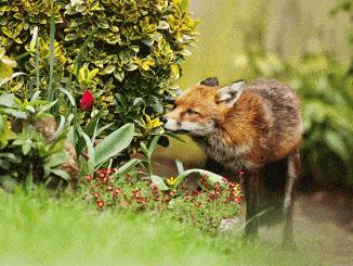 Fox Repellent Buyers Guide