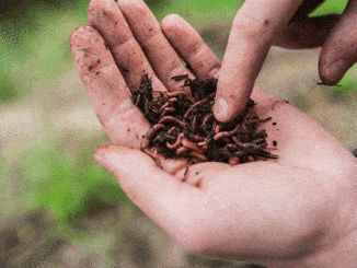 Wormery Buyers Guide